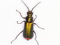 Malachius bipustulatus